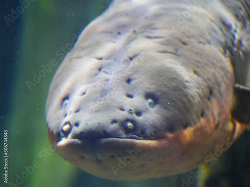 Electric eel also known as Electrophorus electricus fish in Fish Aquarium photo