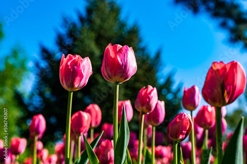 blooming tulips