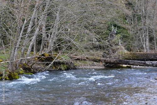 PNW Washington trees overhanging river