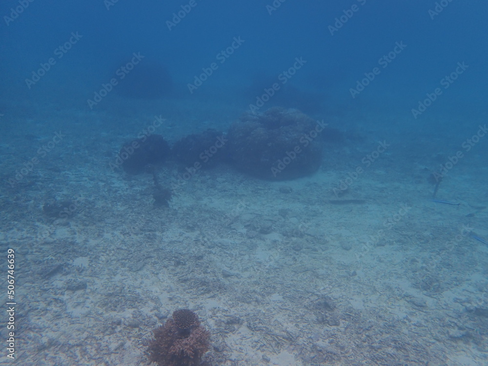 Fototapeta premium OLYMPUS DIGITAL CAMERA