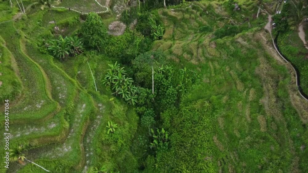 Top view of rice terraces and palm trees with coconuts in Ubud, Indonesia. Beautiful green views of the jungle. Video from the trip Top view of rice terraces and palm trees with coconuts in Ubud, Indonesia. Beautiful green views of the jungle. Video from the trip