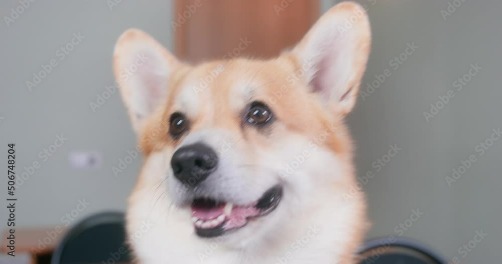 Charming corgi dog looks attentively into the camera with his mouth slightly open, with tables with chairs and desks in the background. Close up portrait of Welsh Corgi Cardigan. Pet care. Charming corgi dog looks attentively into the camera with his mouth slightly open, with tables with chairs and desks in the background. Close up portrait of Welsh Corgi Cardigan. Pet care.