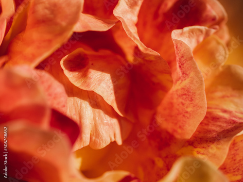 Close up of a rose