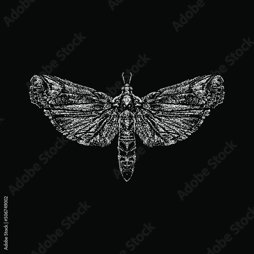 Cactus Moth hand drawing vectorillustration isolated on black background