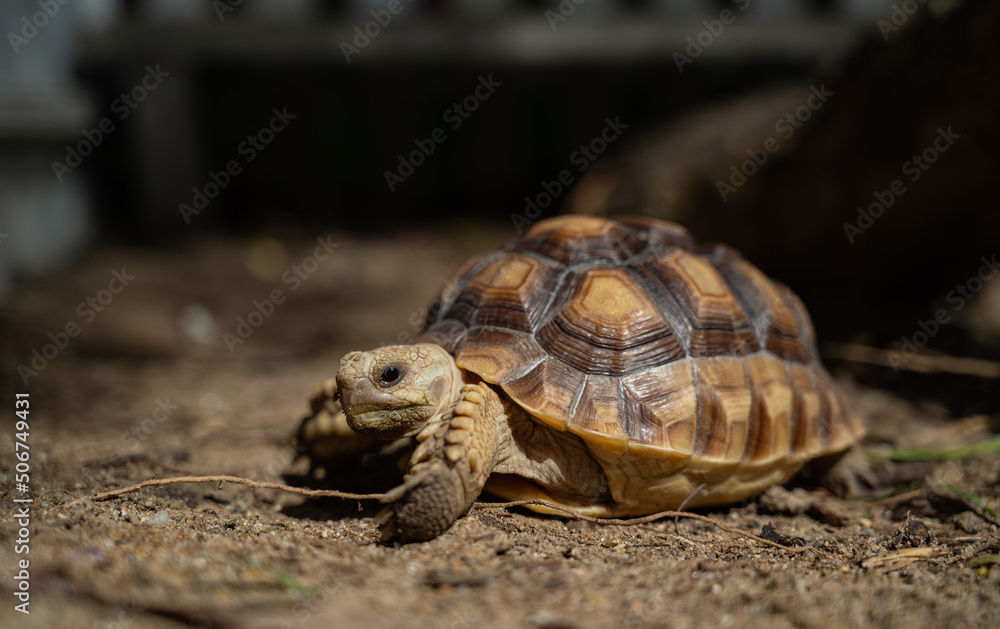 Obraz premium Sucata tortoise on the ground