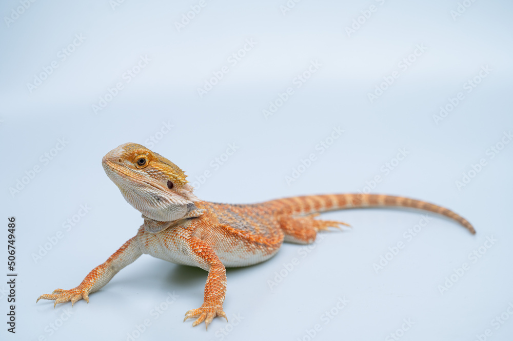 Naklejka premium bearded dragon on white background