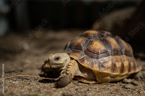 Sucata tortoise on the ground  © waranyu
