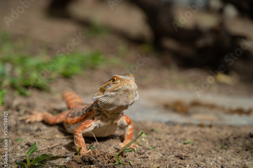 bearded dragon on ground with blur background © waranyu