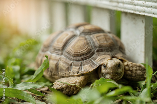 Photo Sucata tortoise on the ground