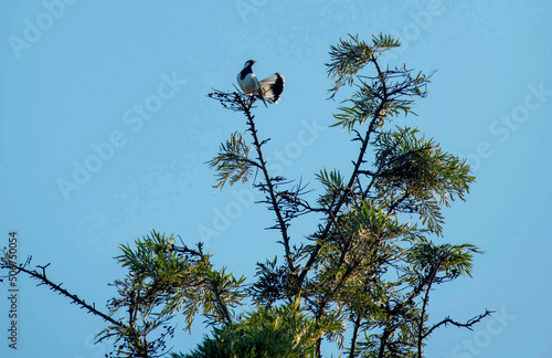 Australian Magpie-Lark (Grallina cyanoleuca) photo