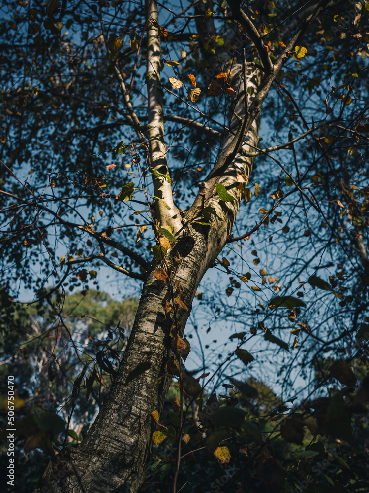 Fototapeta premium Birch tree