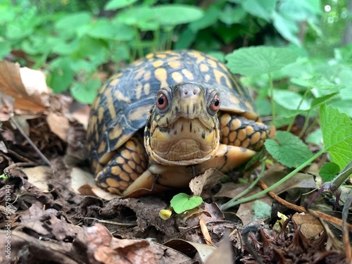 Box turtles (Terrapene) are small land turtles native to North and Central America. Wilmington (USA).