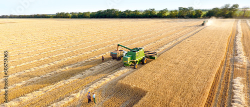 Harvesting of wheat on summer day