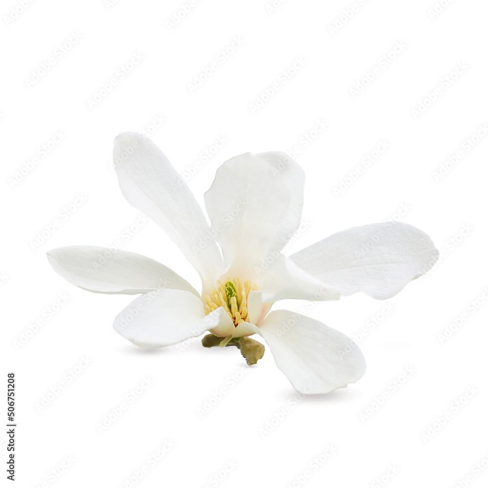 Obraz premium Beautiful magnolia flower isolated on white