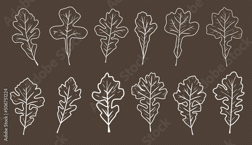 a set of white outlined autumn oak leaf clip art