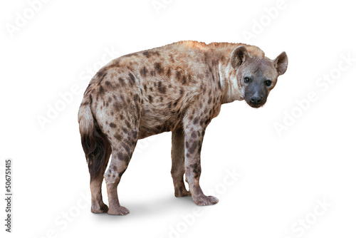 Canvas-taulu The Spotted hyena isolated on White Background