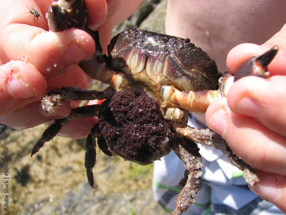 female beach crab laden with eggs summer female beach crab laden with eggs summer
