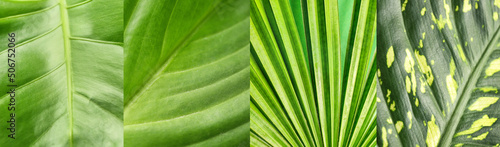 Collage with green tropical leaves  closeup