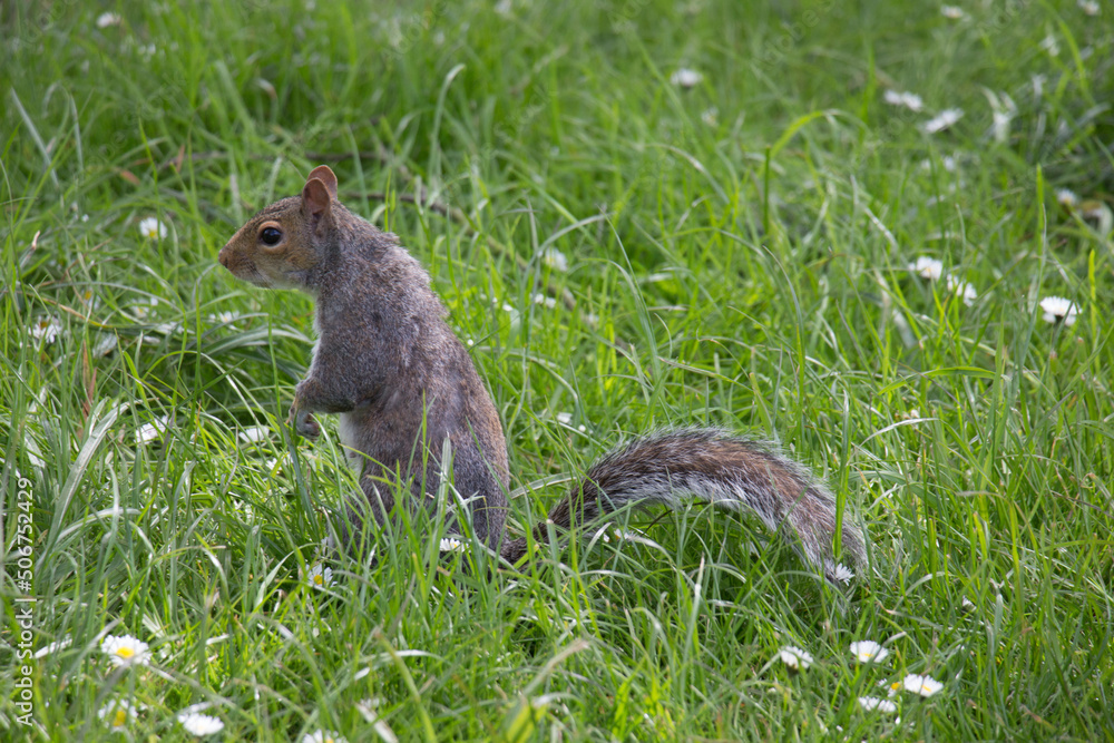 Obraz premium squirrel on the grass