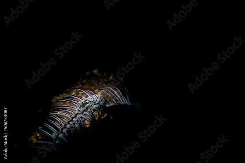 A crinoid shrimp on a white crinoid © Bruce