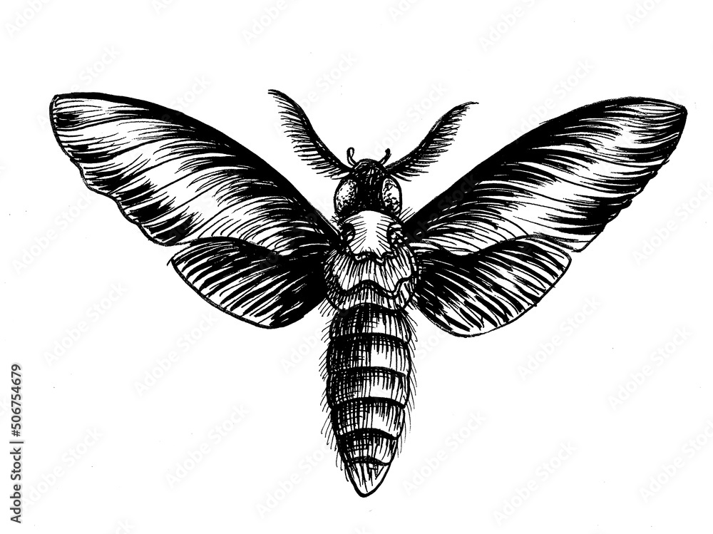 Fototapeta premium Nocturnal moth. Ink black and white drawing