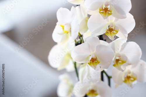 Closeup view of beautiful orchid flowers