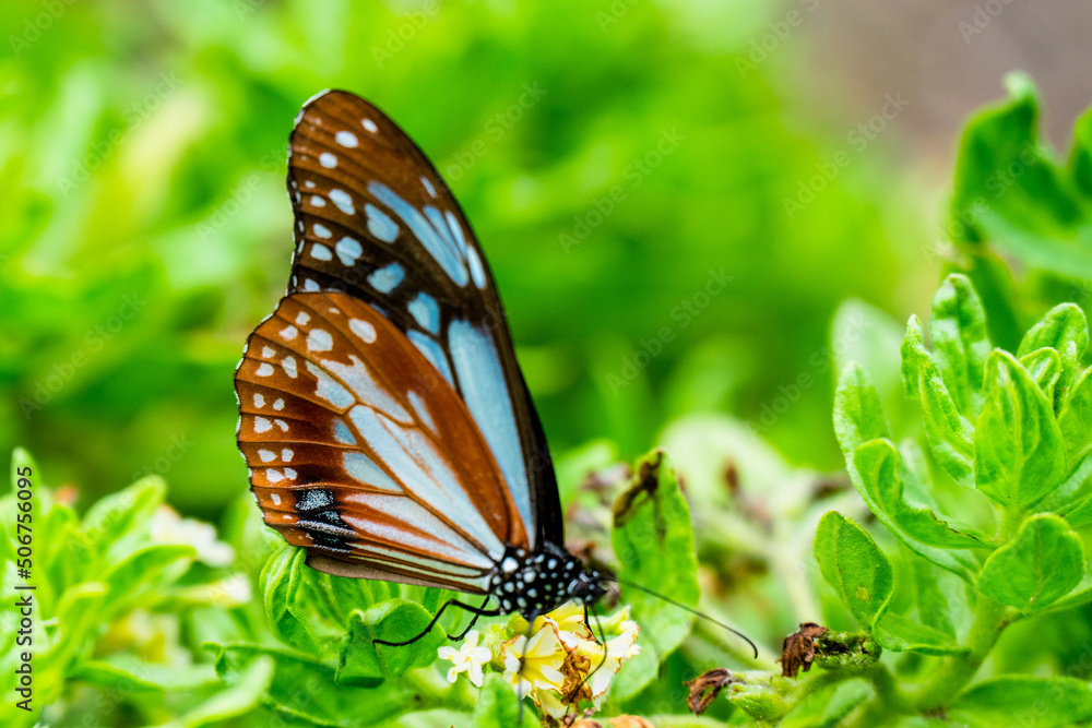 Obraz premium 法花寺のアサギマダラ 