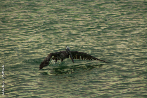 pelicano 6