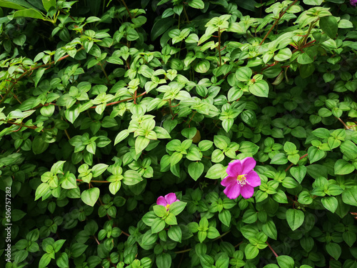 background of leaves