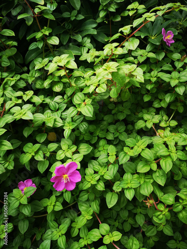 pink flowers in a garden