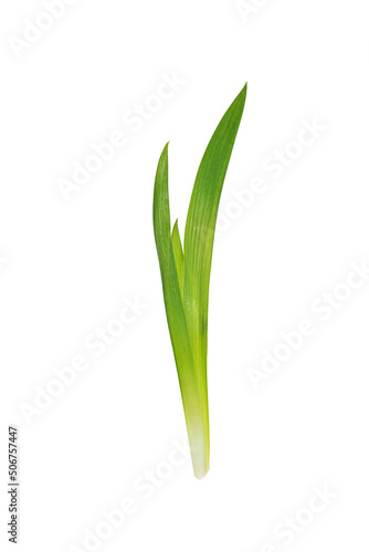Green narrow grass leaves isolated on a white background.
