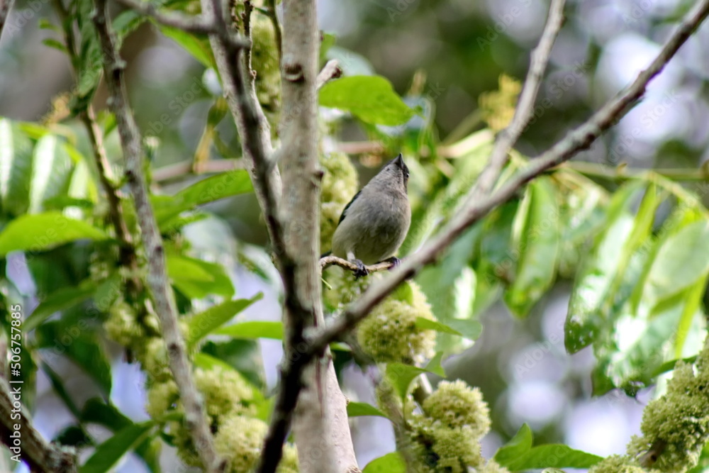 Scrub tanager (Stilpnia vitriolina) perched in a tree on a farm in the Intag Valley outside of Apuela, Ecuador Scrub tanager (Stilpnia vitriolina) perched in a tree on a farm in the Intag Valley outside of Apuela, Ecuador