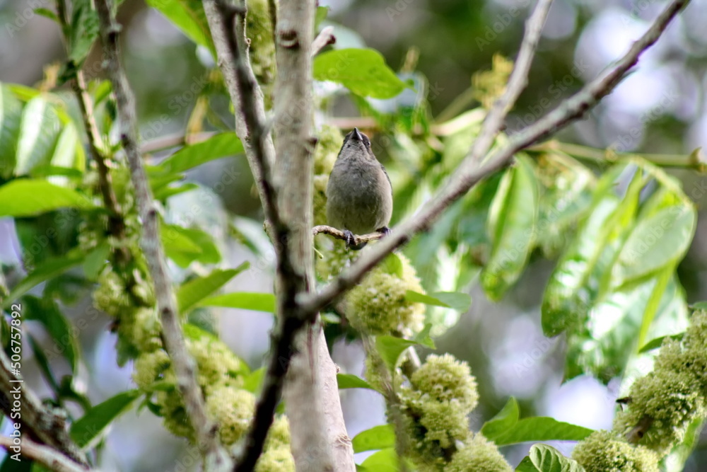 Scrub tanager (Stilpnia vitriolina) perched in a tree on a farm in the Intag Valley outside of Apuela, Ecuador Scrub tanager (Stilpnia vitriolina) perched in a tree on a farm in the Intag Valley outside of Apuela, Ecuador