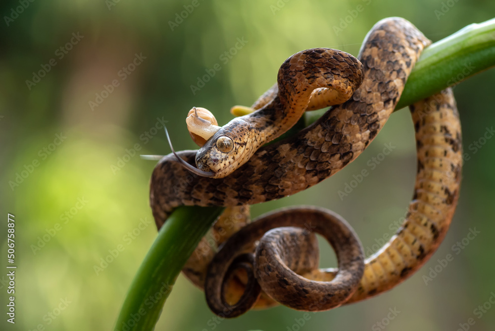 Naklejka premium Banded keeled slug snake, Pareas carinatus