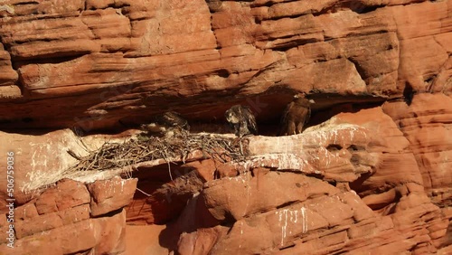 An adult red-tailed hawk and two chicks relax at the end of the day in a nest built high on the face of a red sandstone cliff in the desert of Southern Utah.