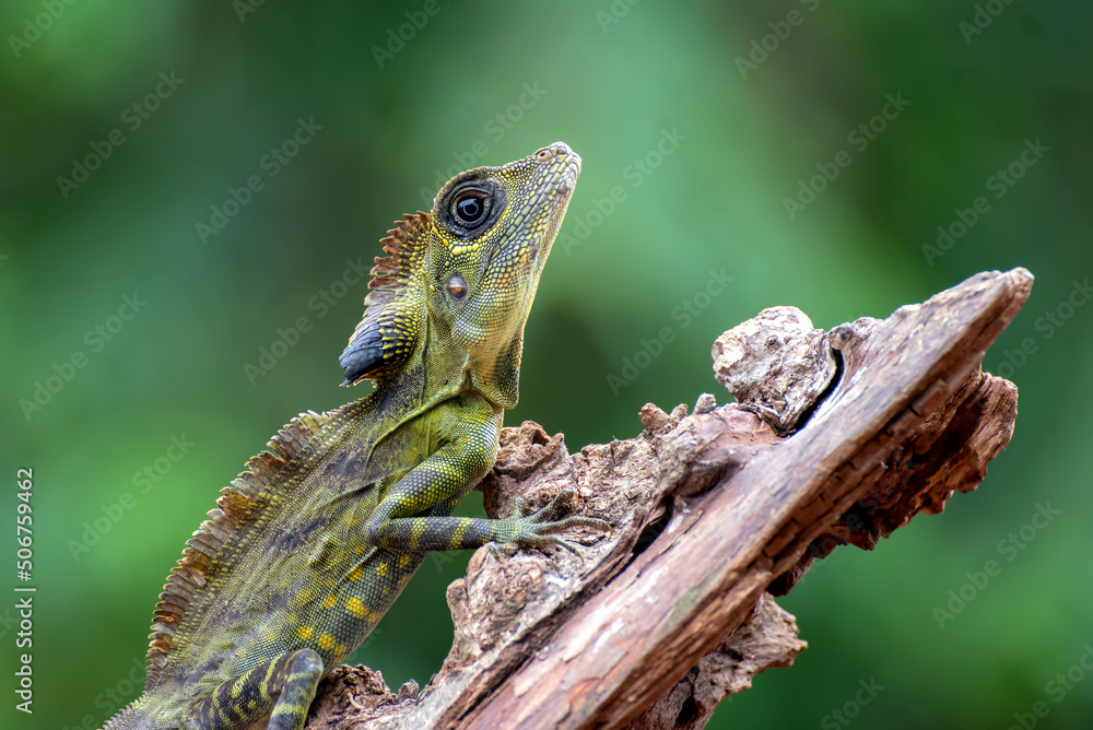 Obraz premium green lizard on a tree