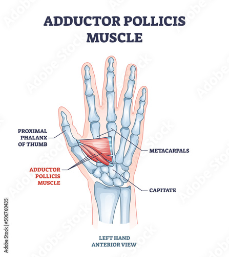Adductor pollicis muscle with hand or palm skeletal system outline diagram. Labeled educational scheme with proximal phalanx of thumb, metacarpals and capitate bones vector illustration. Arm xray. photo