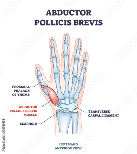 Abductor pollicis brevis muscle with hand and palm bones outline diagram. Labeled educational skeletal scheme with proximal phalanx of thumb, scaphoid or transverse carpal ligament vector illustration photo