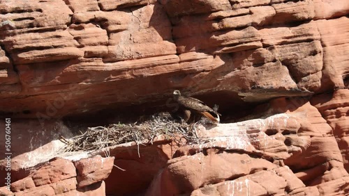 An adult red-tailed hawk brings a California kingsnake it caught to it's two chicks in a nest built in a small cave on the face of a red sandstone cliff in the desert of Southern Utah. 