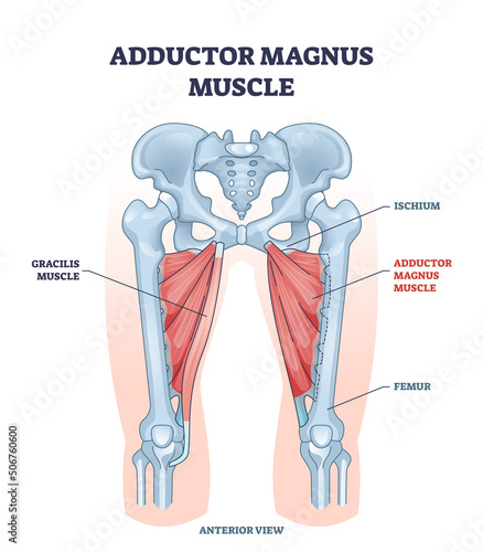 Adductor magnus muscle with ischium and femur skeleton outline diagram. Labeled educational gracilis muscular system from anterior view vector illustration. Human body hips and legs inner structure. photo