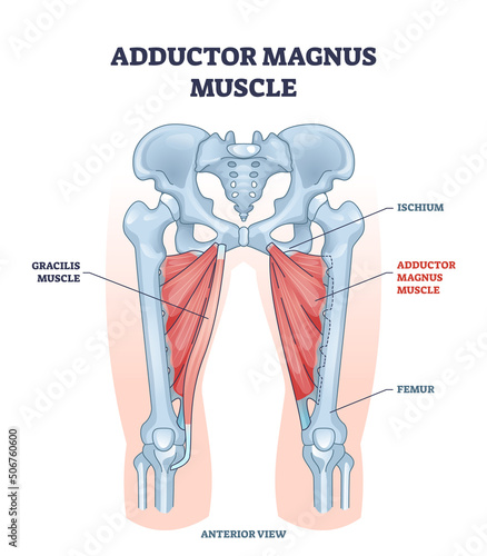 Adductor magnus muscle with ischium and femur skeleton outline diagram. Labeled educational gracilis muscular system from anterior view vector illustration. Human body hips and legs inner structure.