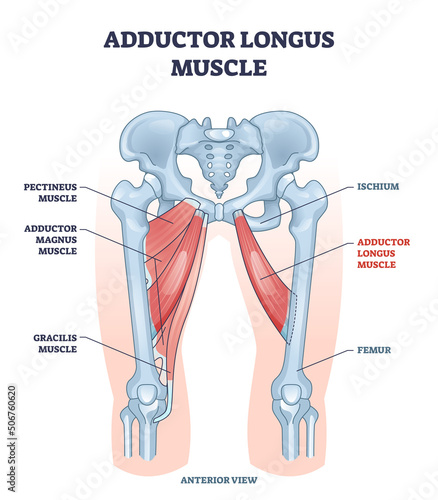 Adductor longus muscle location with hips and leg, ischium and femur, bones outline diagram. Labeled educational medical scheme with pectineus, magnus and gracilis muscular system vector illustration.