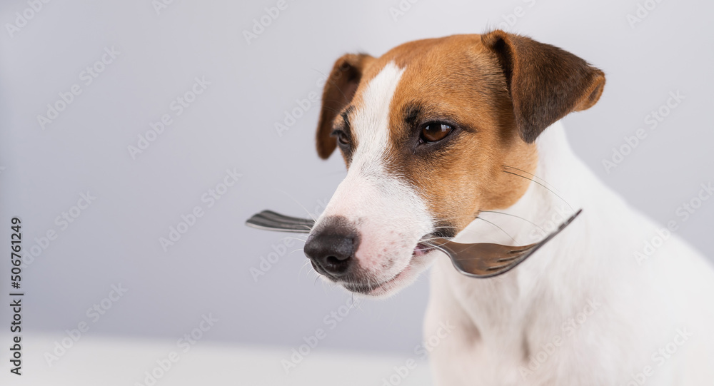 Close-up portrait of a dog Jack Russell Terrier holding a fork in his mouth on a white background. Copy space. Close-up portrait of a dog Jack Russell Terrier holding a fork in his mouth on a white background. Copy space.