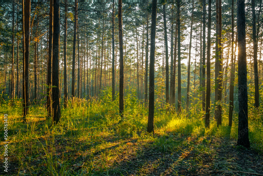 sunset in the forest sunset in the forest