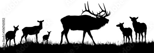 A vector silhouette of a large male bull elk bugling with a herd of cow elk in the background.