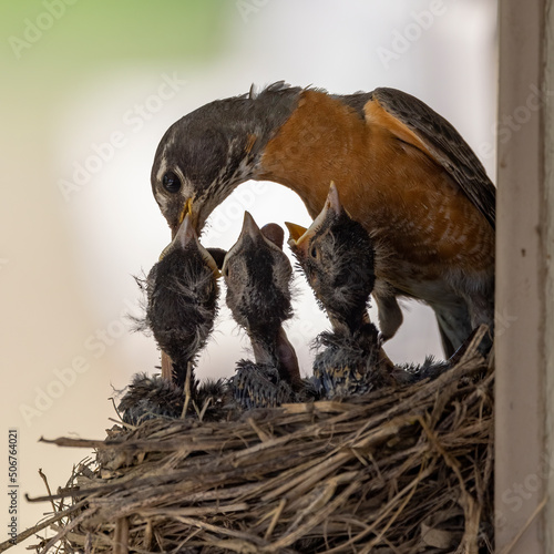 Obraz na plátne Robin parent has brought a large worm back to the nest for feeding to their newly hatched birds