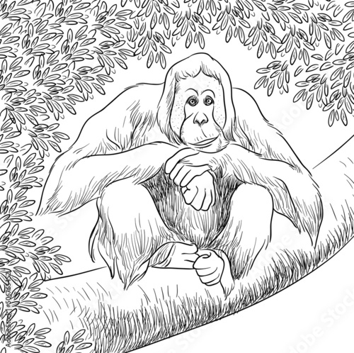 Orangutan vector line art