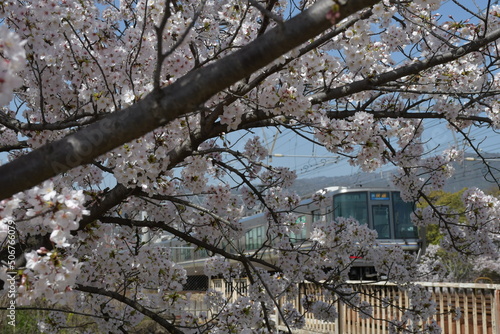 Wallpaper Mural 桜 Torontodigital.ca