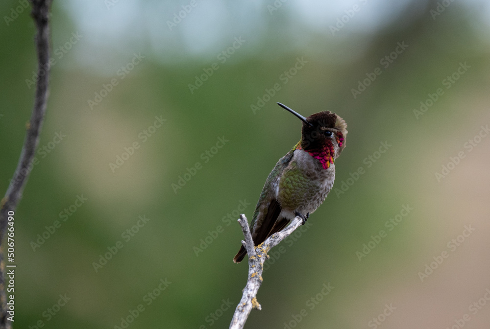 Obraz premium hummingbird