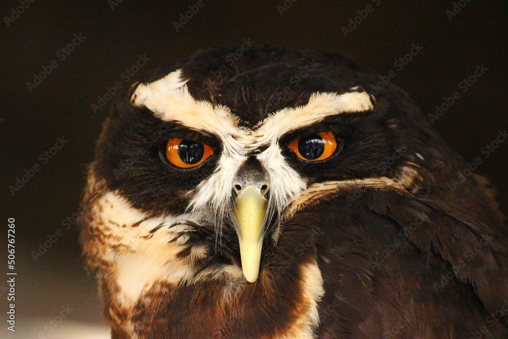 Obraz premium こちらを見るメガネフクロウ